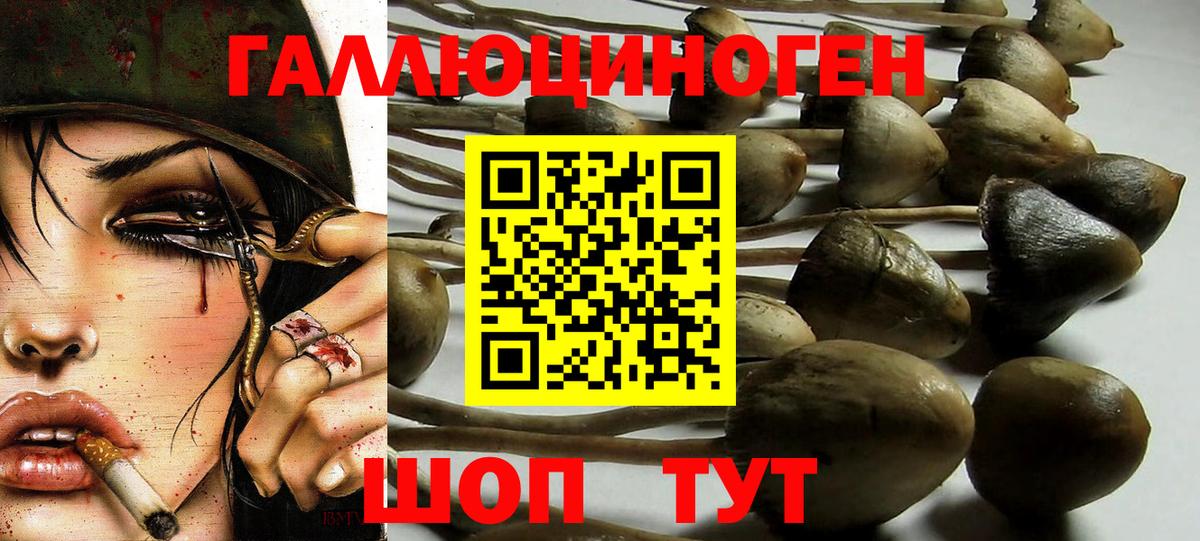 Псилоцибиновые грибы Cubensis Кропоткин